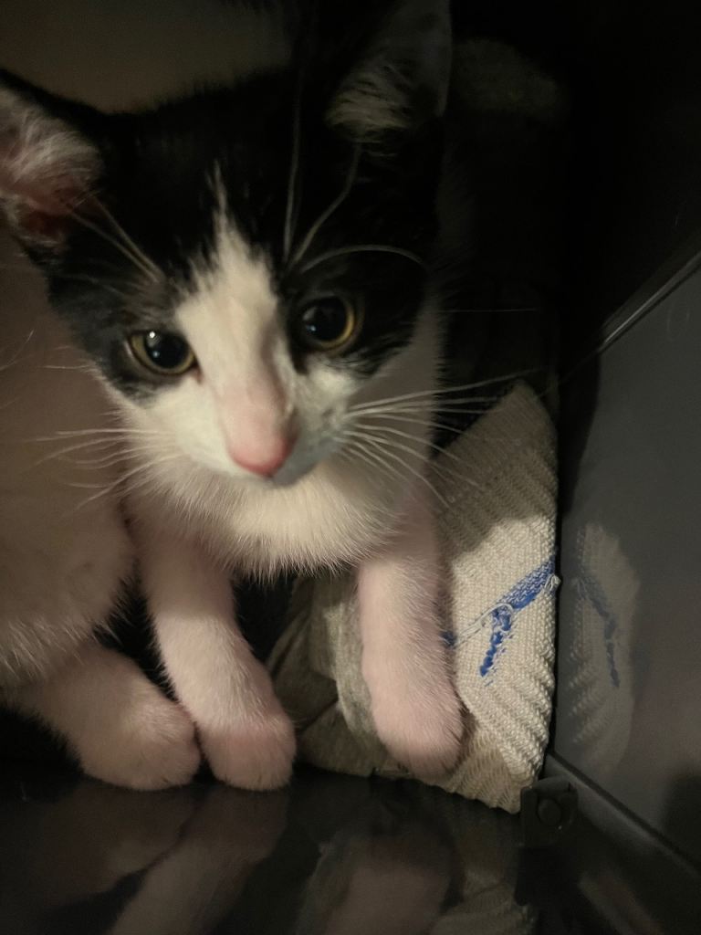 Black and white kittens 