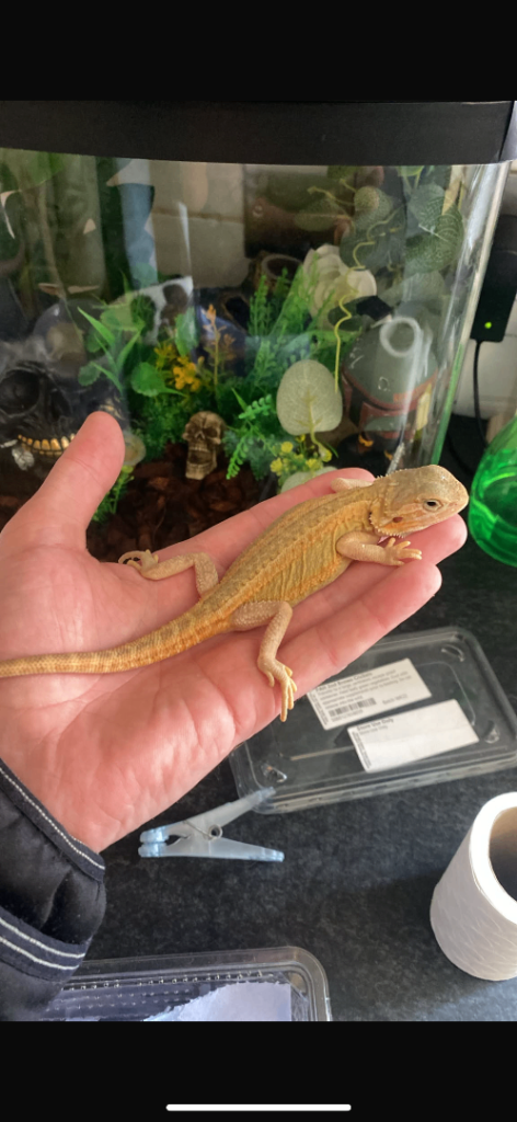 Bearded dragon