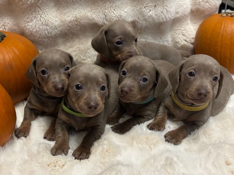 Isabella & tan dachshunds 