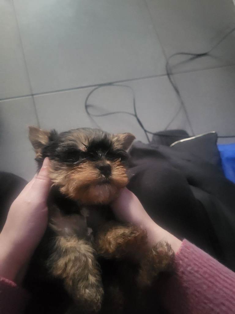 3 Yorkshire terrier puppies 8 weeks old ready to leave now 1st vaccines done