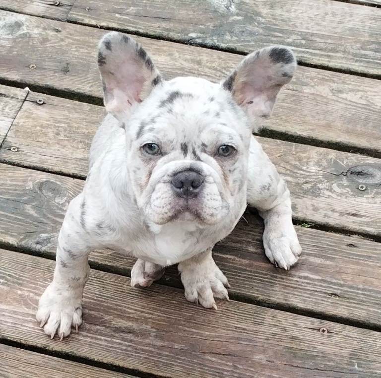 Puppy for sale, French bulldog.