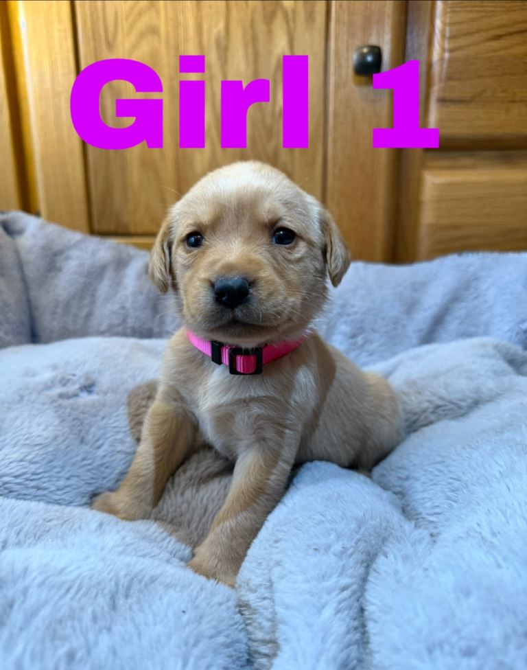 Lovely Purebred Labrador Puppies