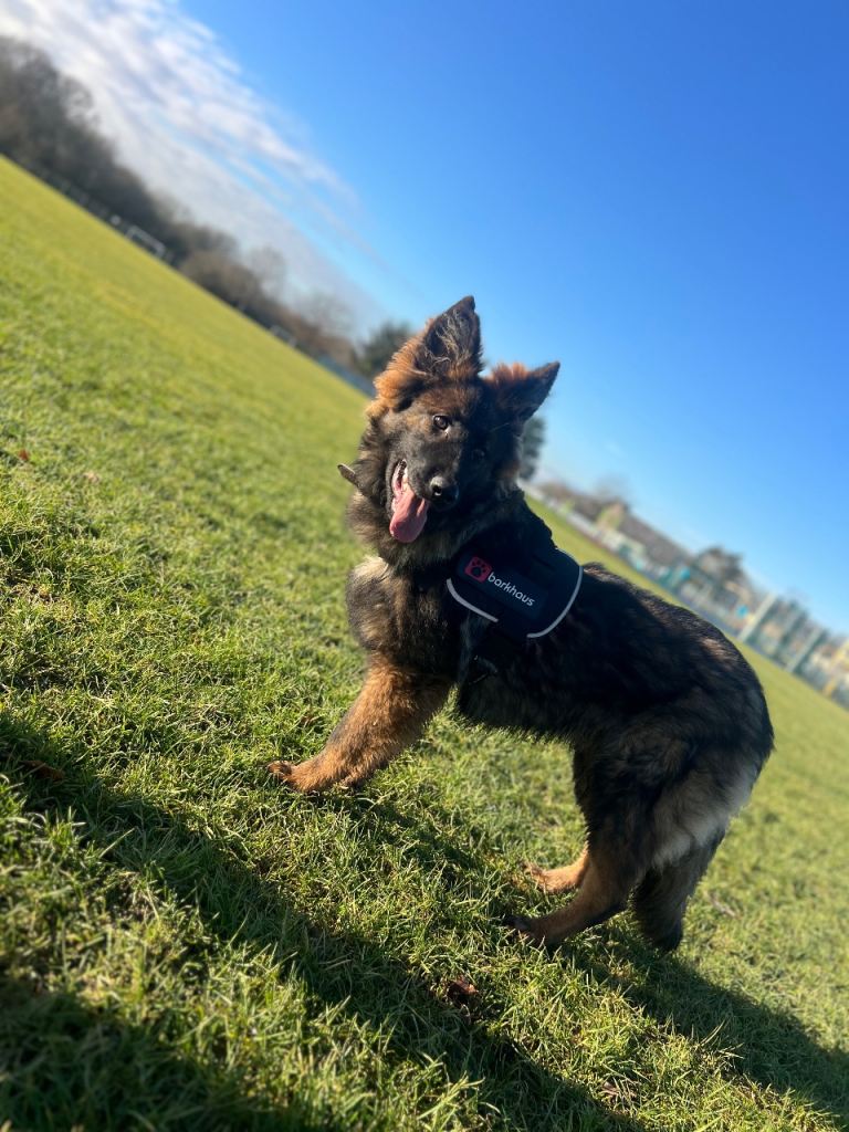 male 7 month old gsd urgent sale needed 