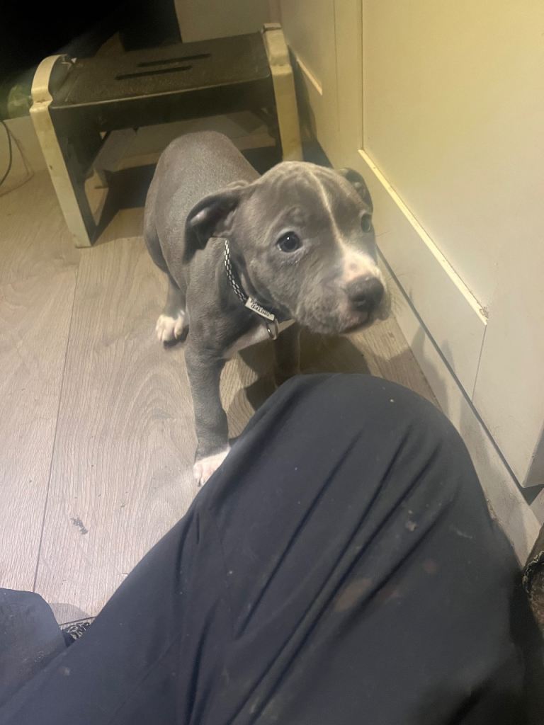 blue staffy