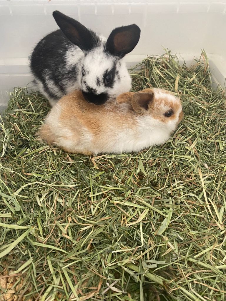 Baby rex rabbits 