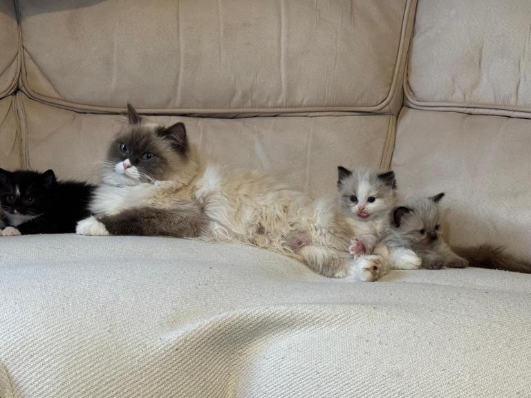 Plush darling ragdoll kittens 