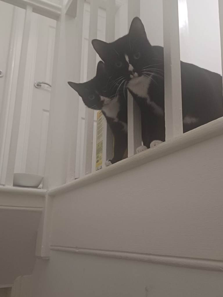 Brother&sister cats for adoption