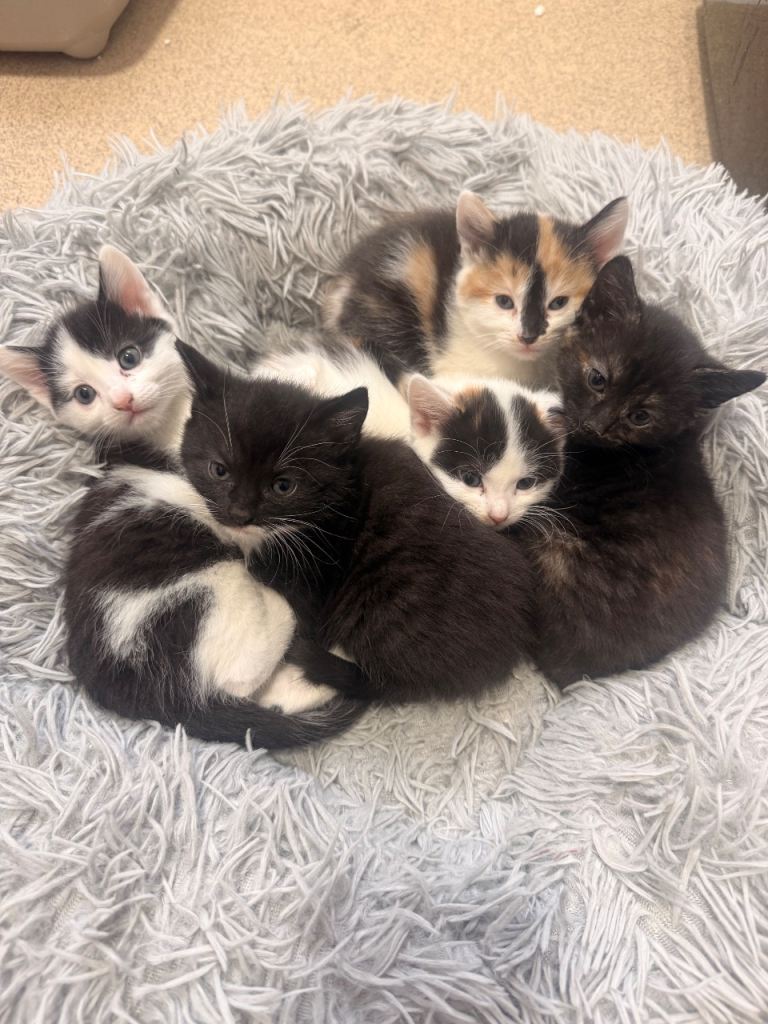 Gorgeous kittens looking for their forever homes 