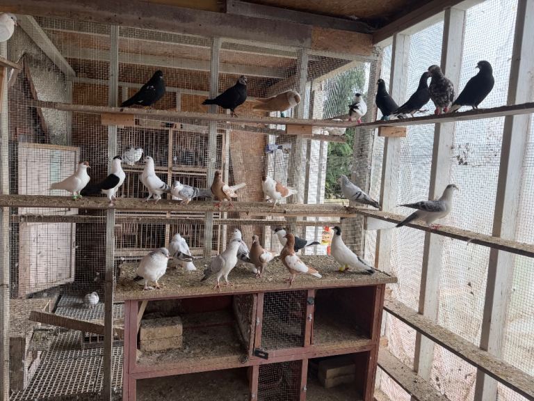 Pigeon 