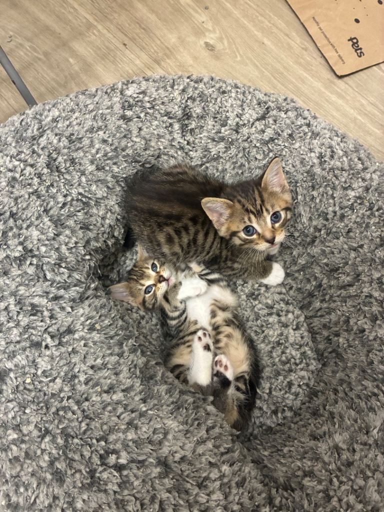 4 BEAUTIFUL KITTENS FOR SALE