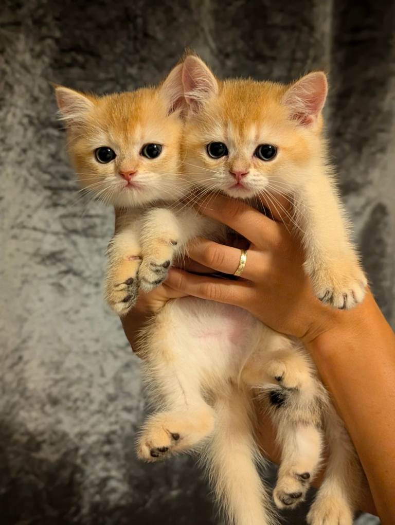 TICA British Shorthair Golden Shaded Kittens