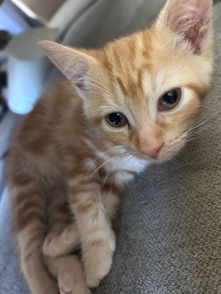 Friendly kittens 😊