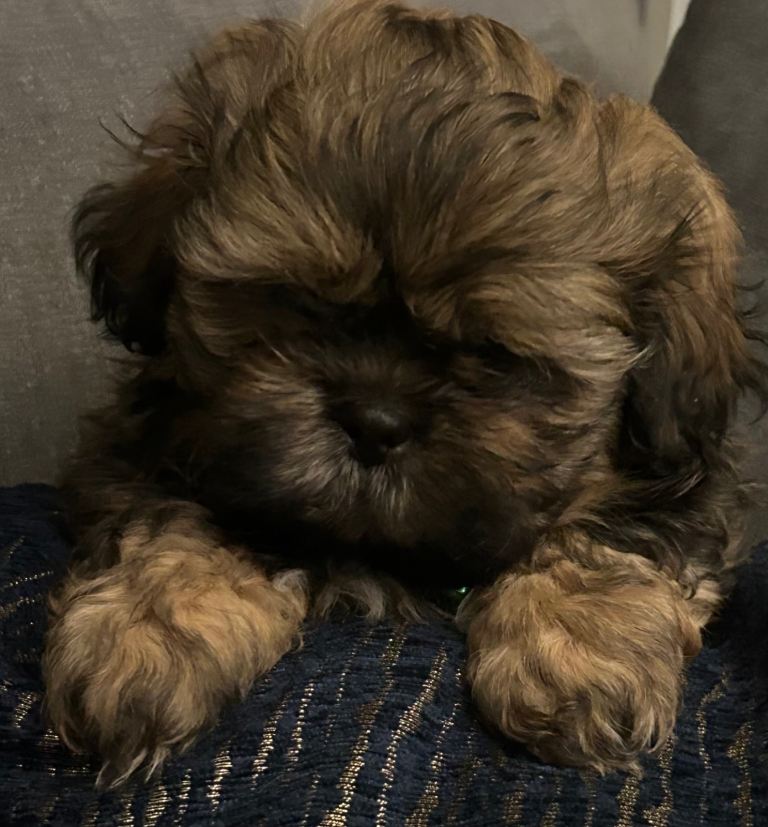 Shih tzu Puppies Ready Now  2 Boys Left