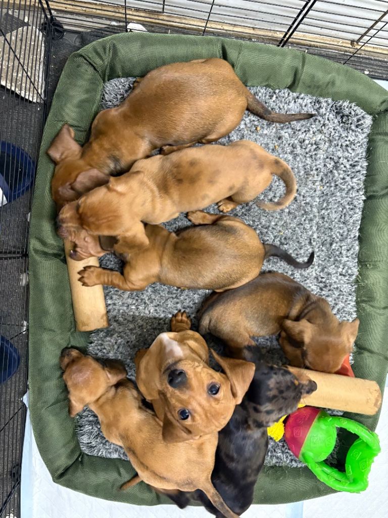 Dachshund puppies for sale