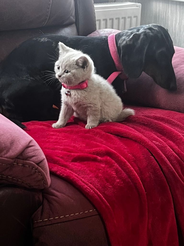 9 wk old British shorthair girl 