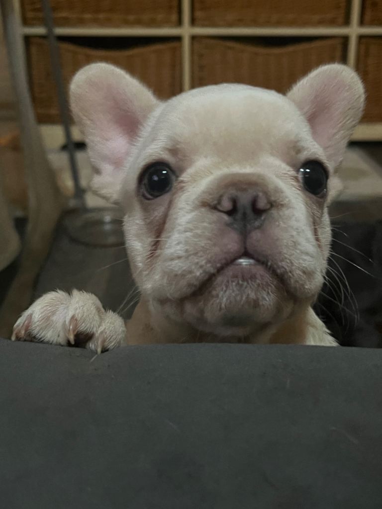 French bull dog puppies 