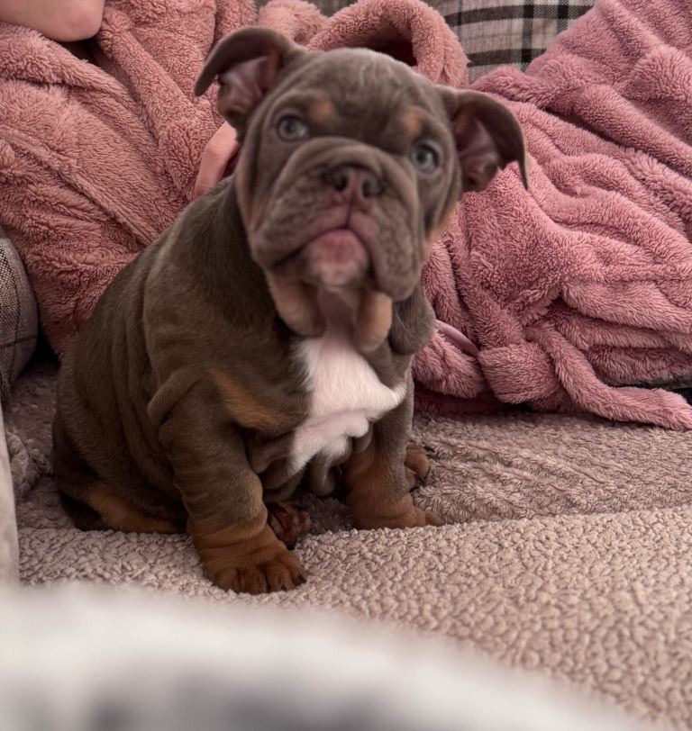 English Bulldog - Last little girl left