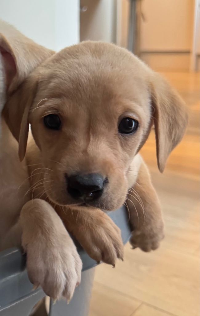 1 LEFT. Labrador Puppies for Sale 