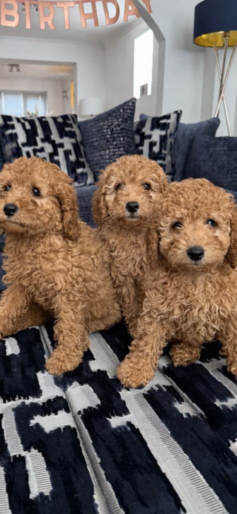 +++ READY NOW STUNNING CAVAPOO PUPPIES +++