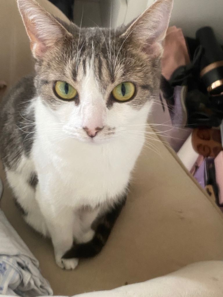 2 cats 