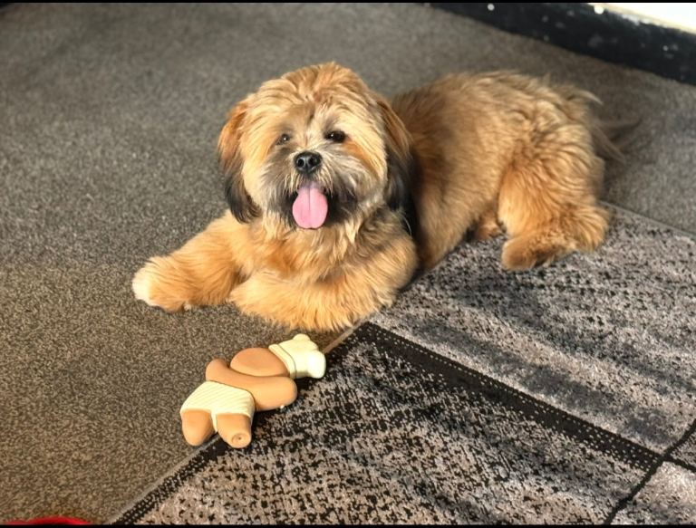 Lhasa Apso boy