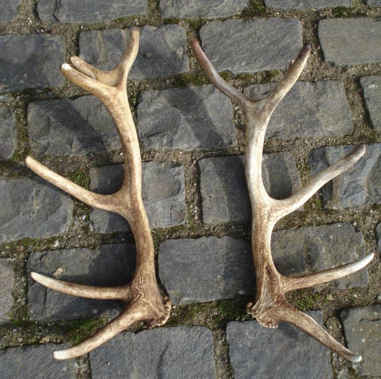 PAIR OF RED STAG ANTLERS.