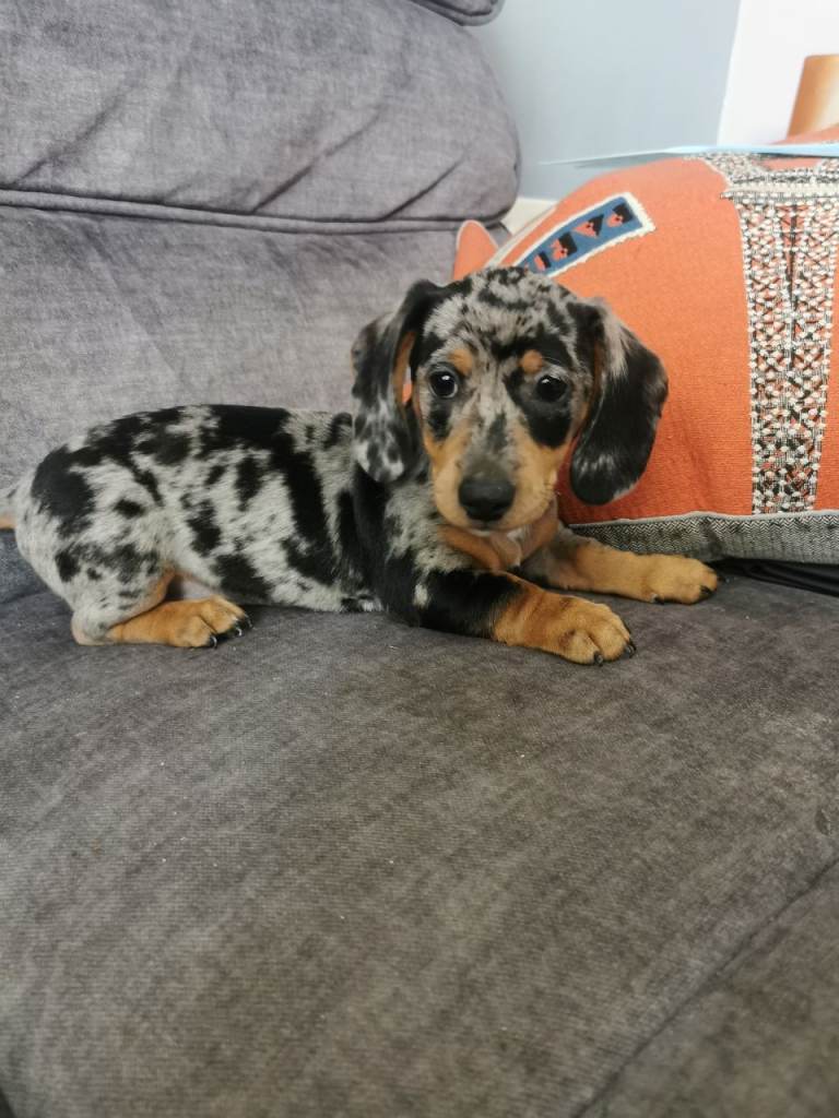 Adorable lovable miniature dachshound 
