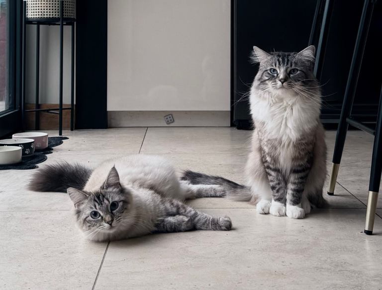 Ragdoll Cat