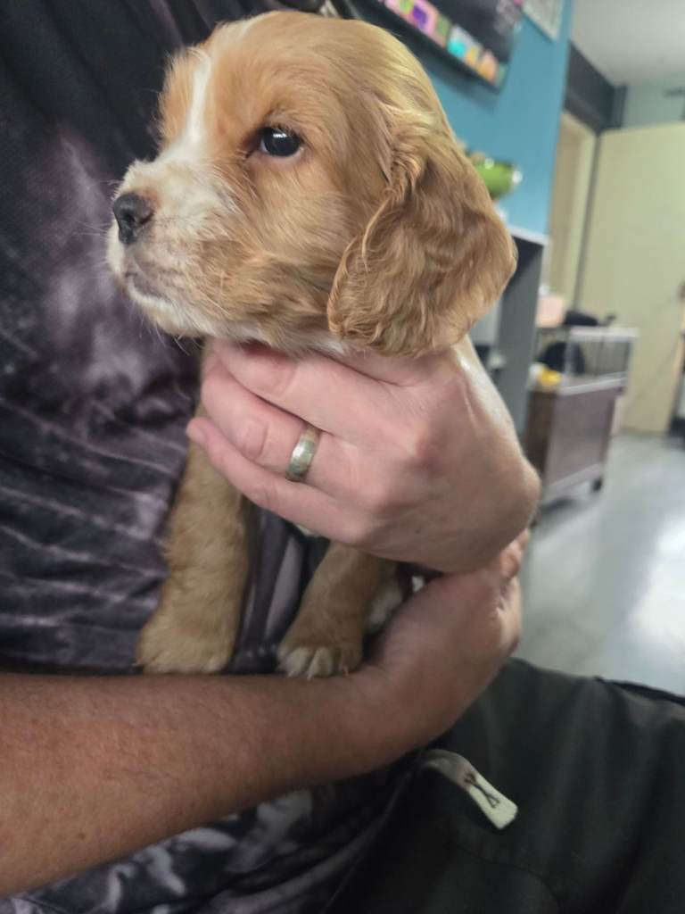 Beautiful Full Male Cocker Spaniel Pups 