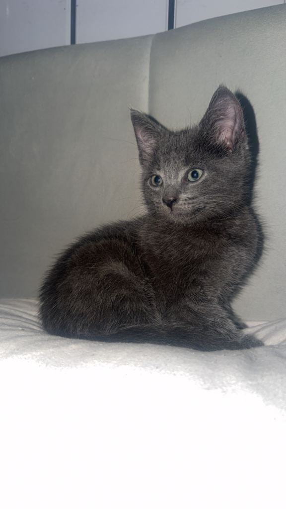Grey Russian blue male kitten 