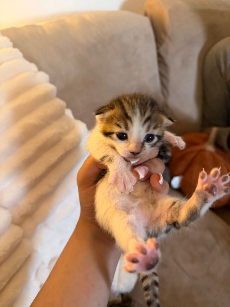 Kittens 