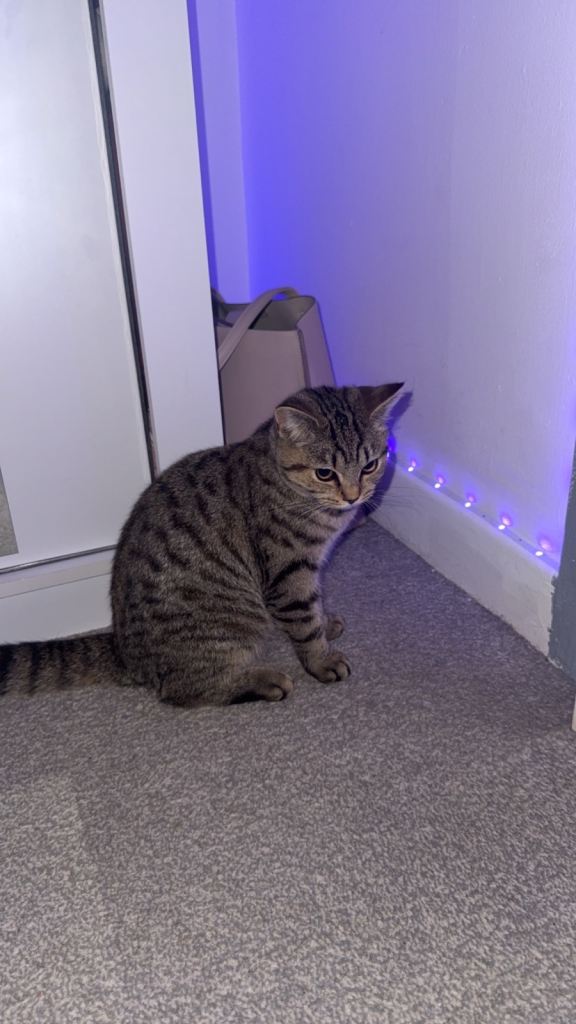 Tabby mix with grey British short tabby mum 