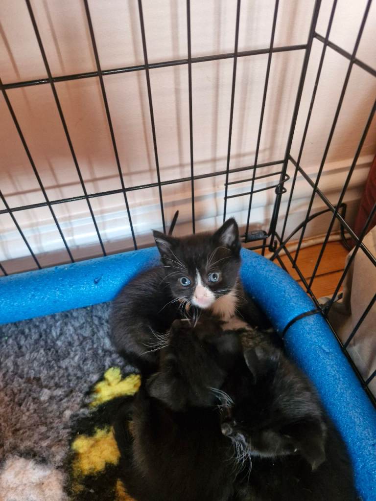 British Short Haired kittens 3 boys 3 girls