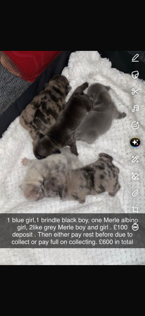 Frenchie puppies