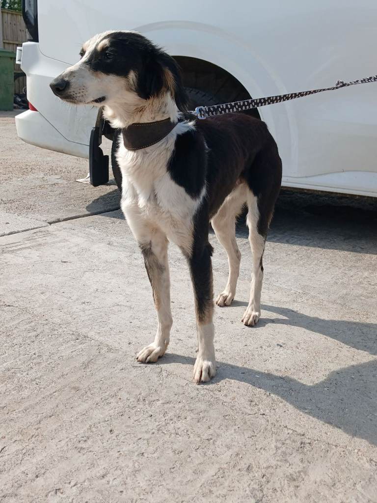 Male saluki 