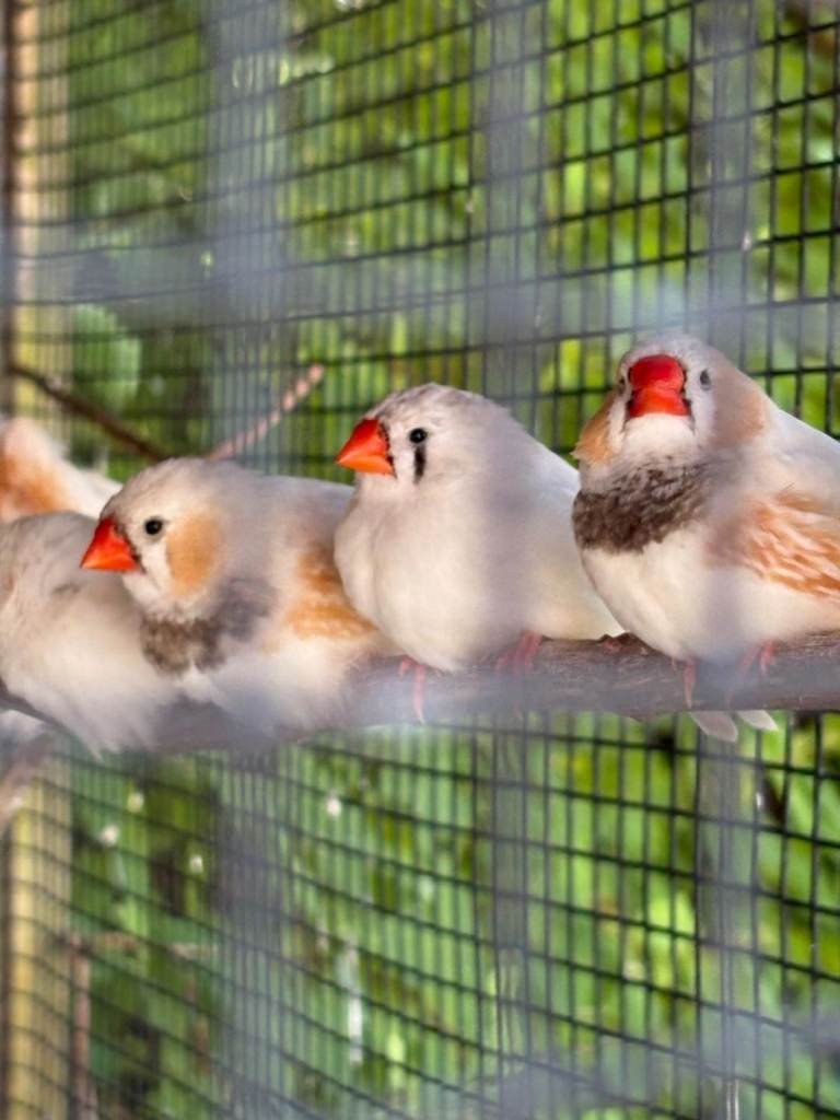 Zebra Finches £50 A Pair