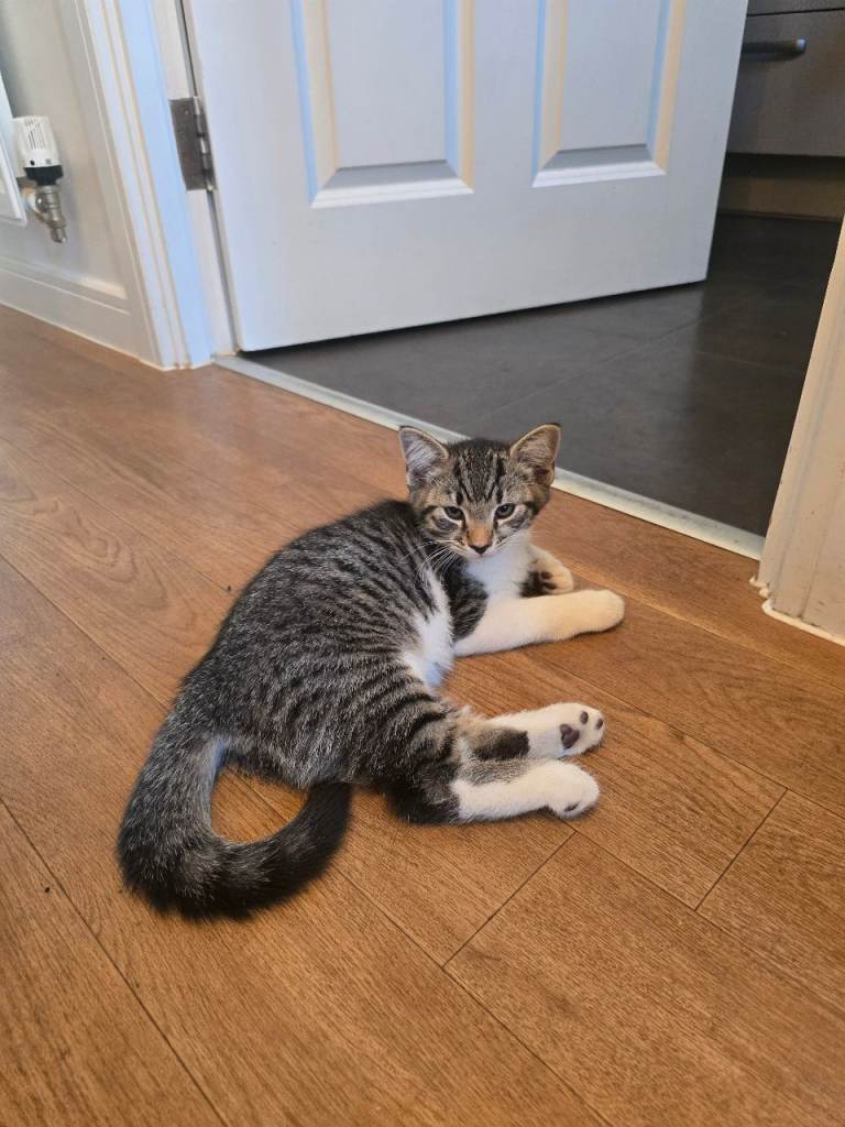 Ready for our forever loving home 