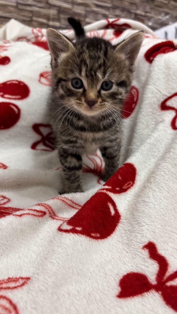 Parent Cat and Kittens for sale