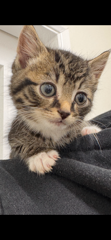 Part Maine Coon Kittens