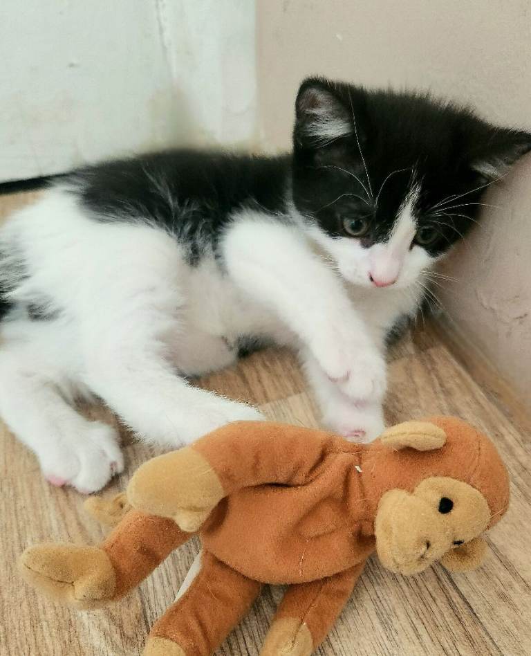 Beautiful baby kitten, female 