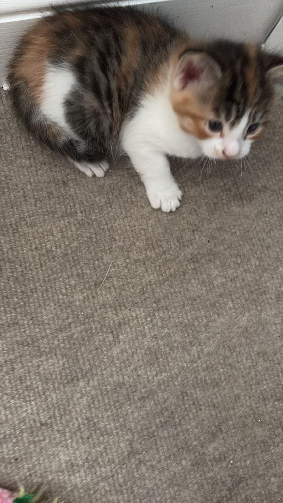 Kittens for sale