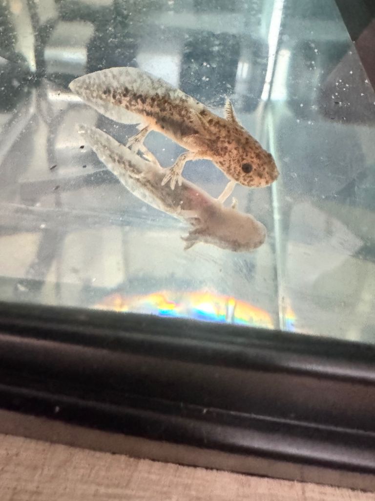 Baby Axolotl and Set Up