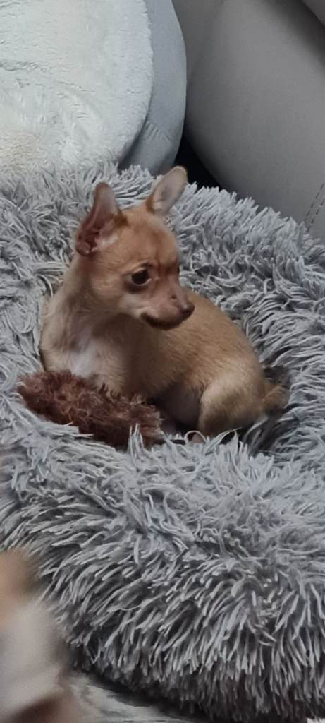 That amazing and cute puppys wait for new family...