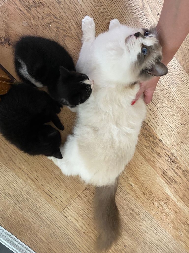 Half ragdoll kittens 