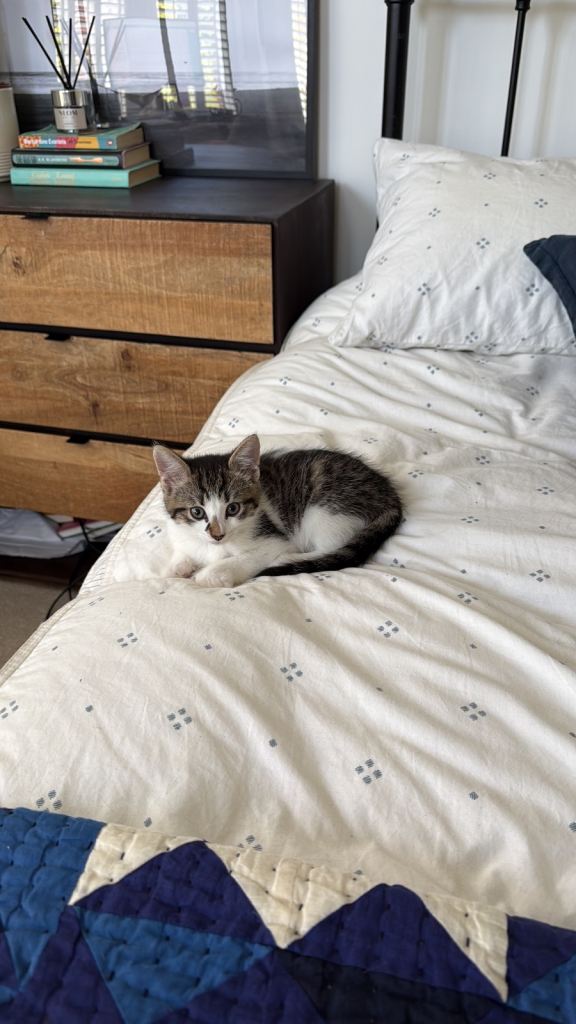 9 week old kittens (domestic shorthair)  home - £60 each (would like to sell them as a pair ideally)