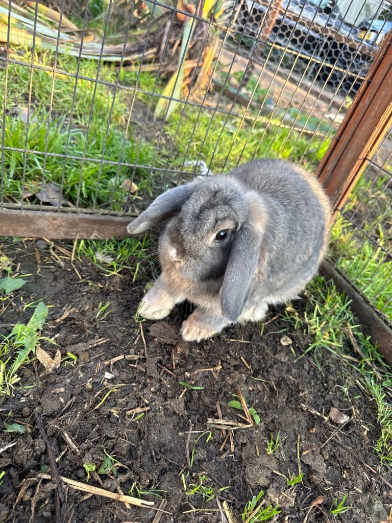  Rabbit bunny for sale mini lop female