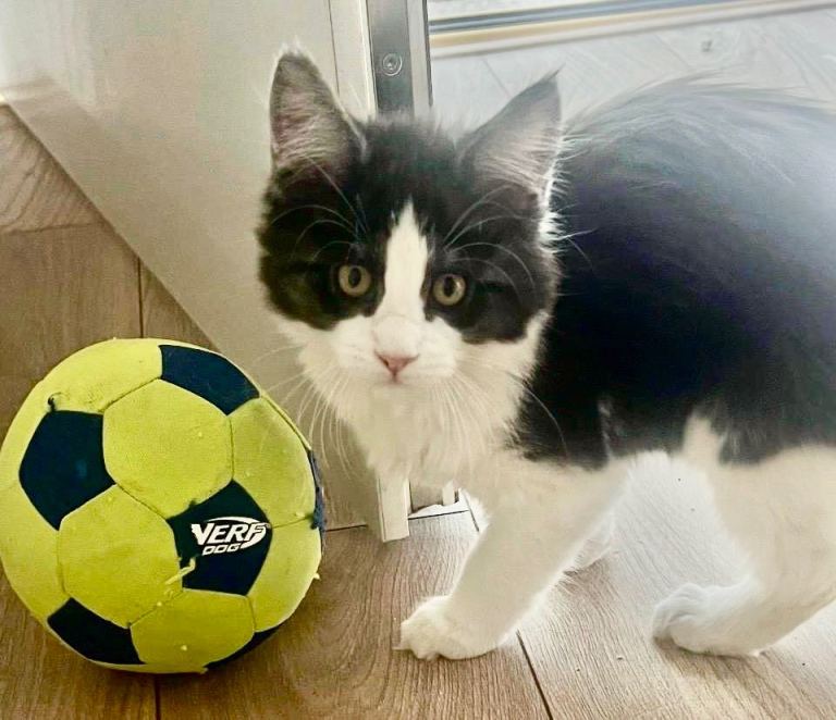 ONLY BLACK AND WHITE GIRL LEFT Stunning Maine Coon Kittens – Excellent Champion Bloodlines