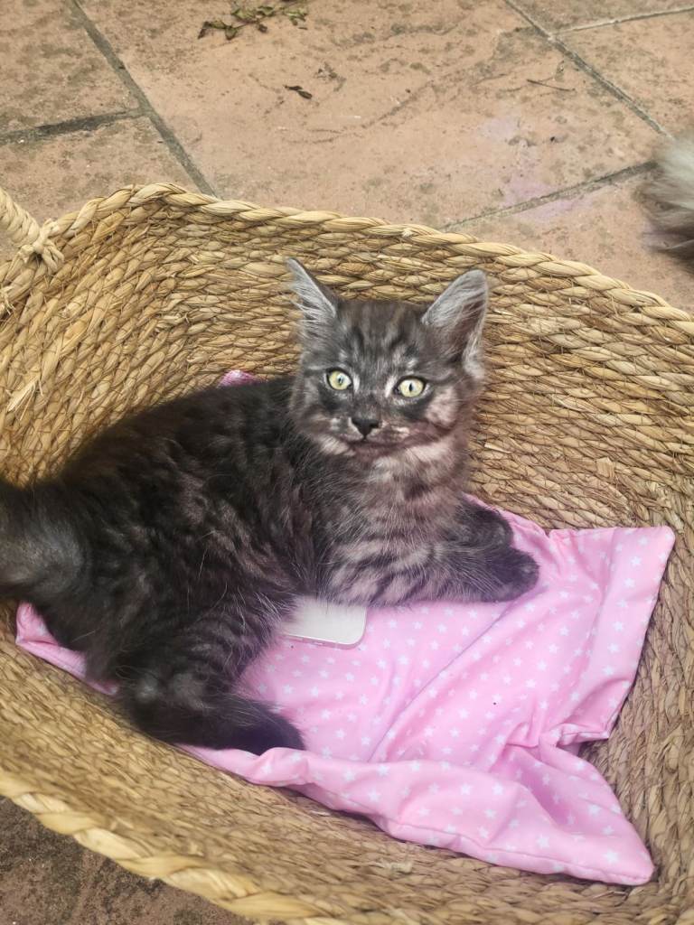Kittens for sale