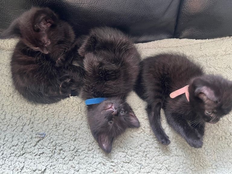 Kittens for sale 