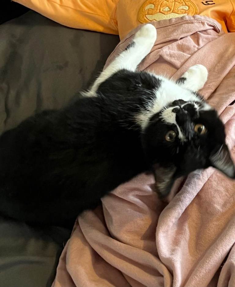 image for 5 month kitten looking for new home